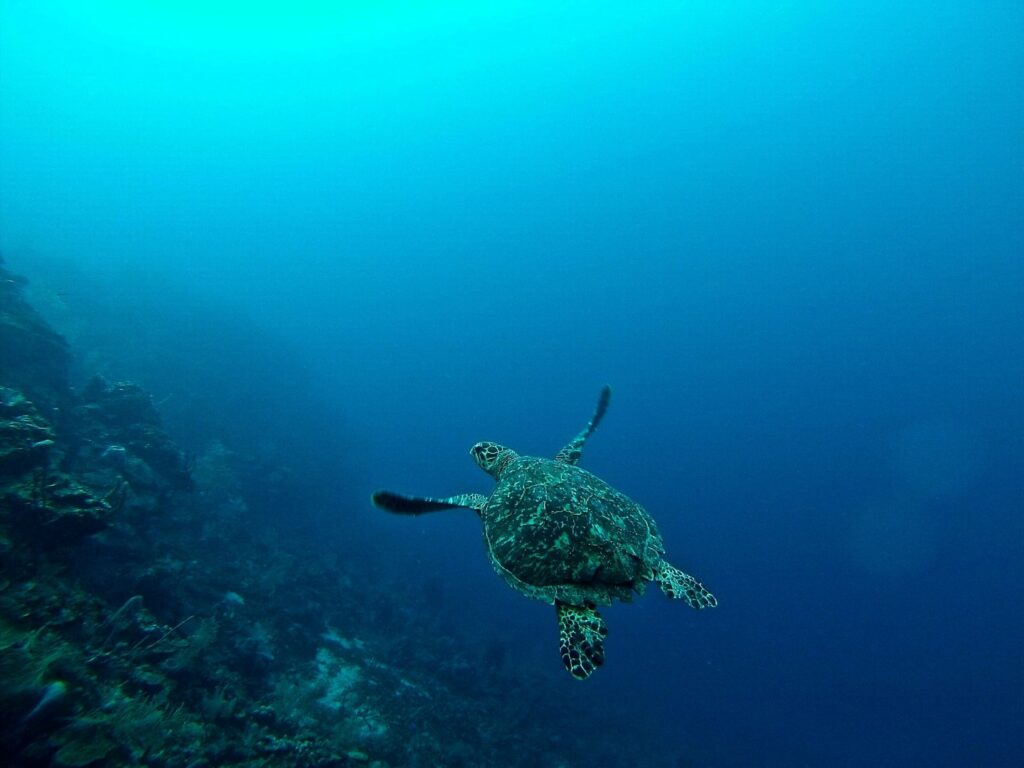 erin-simmons-sea turtle