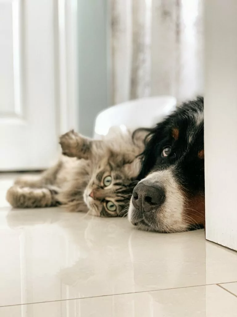 Mačke i psi pomažu u nošenju s depresijom uzrokovanom pandemijom
