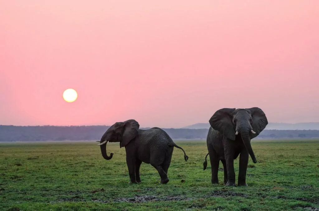 Elephant Haven dom za slonove