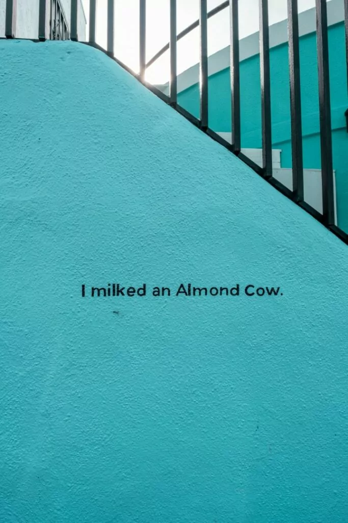 I milked and almond cow_Daniel Salcius