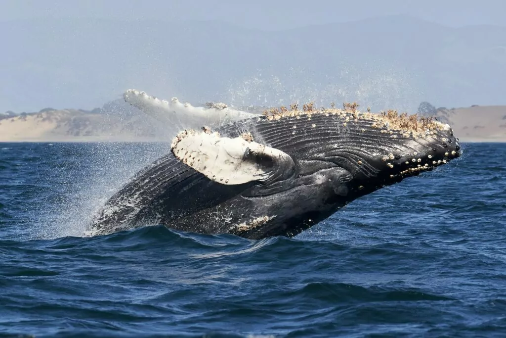 Grbavi kit