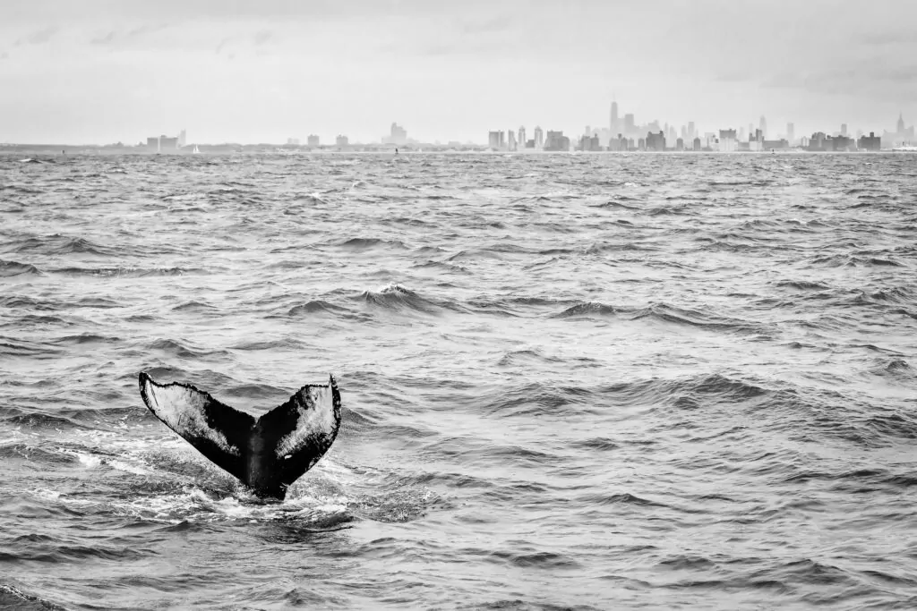 world nature photography