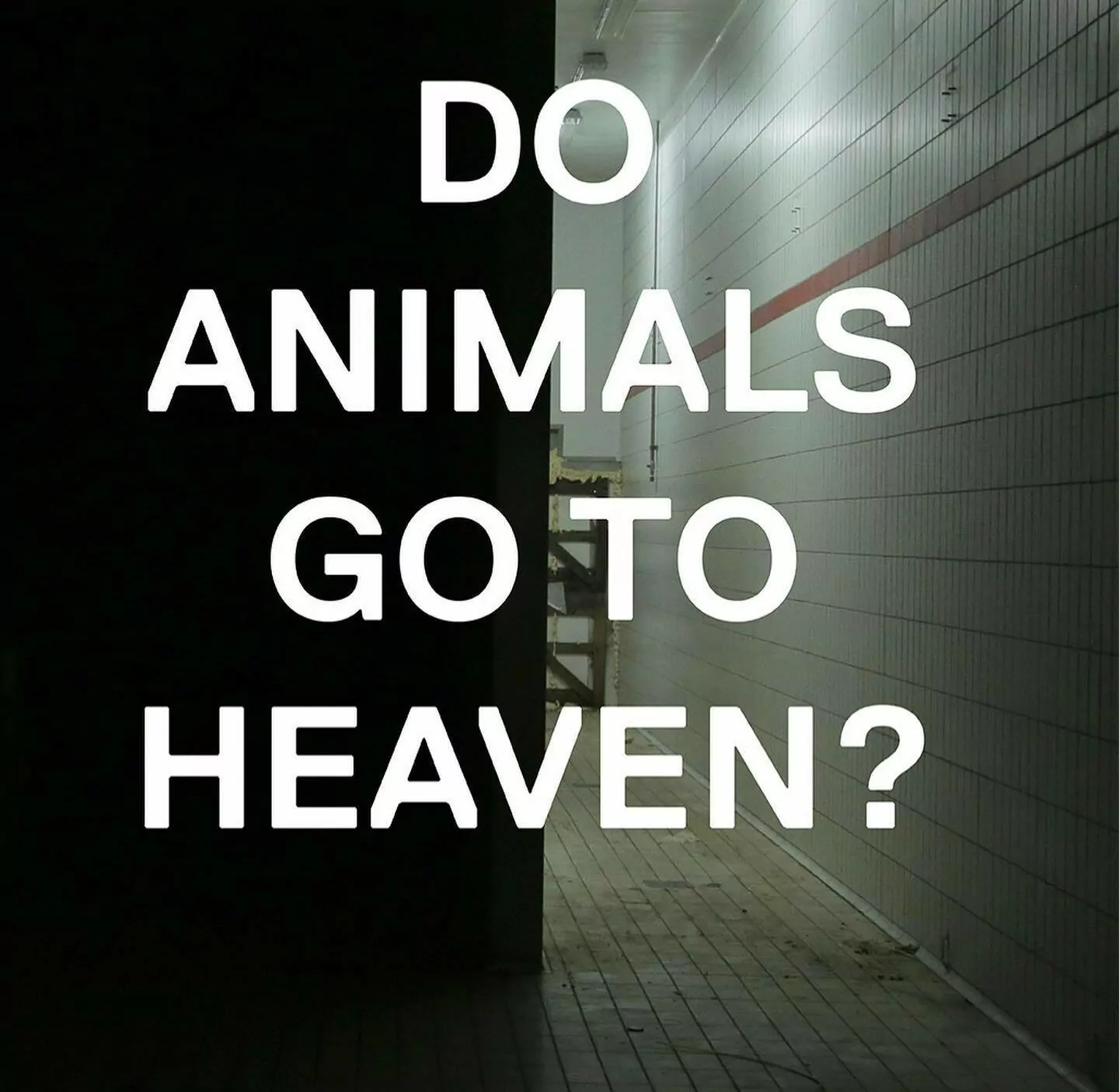 Do animals