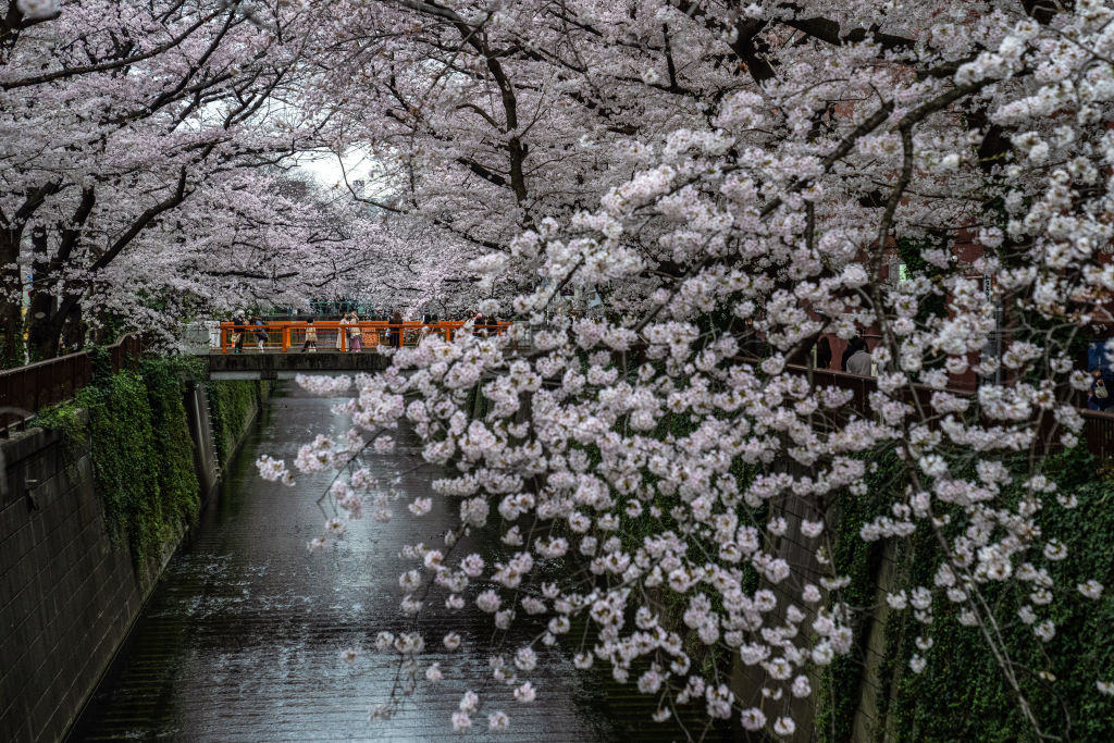 Trešnjin cvijet Japan