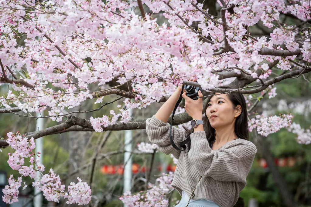Trešnjin cvijet Japan