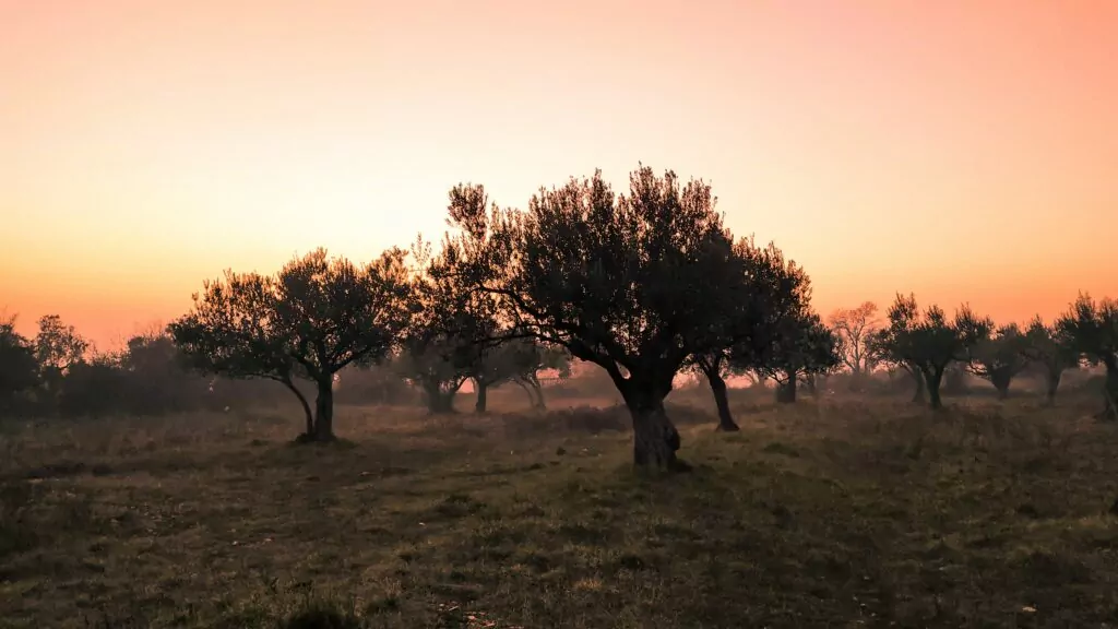 david-boca-istra