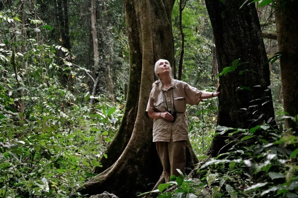 Dr. Jane Goodall scans the tree tops for looking for chimpanzees in Gombe National Park on July 14, 2010, the 50th anniversary o fher arrival at Gombe.