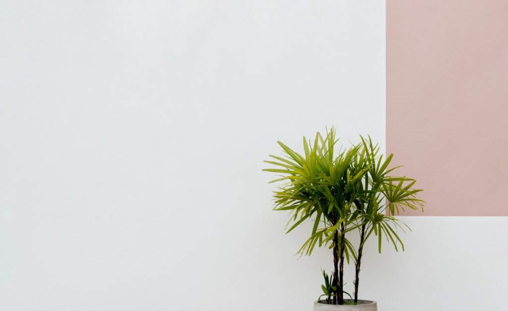 Lady palm tree in pot decoration at cement wall of building,Isolated Pot Plant next to White Concrete background,Rhapis excelsa palm is perfect for a flourish of lush interior greenery for decoration